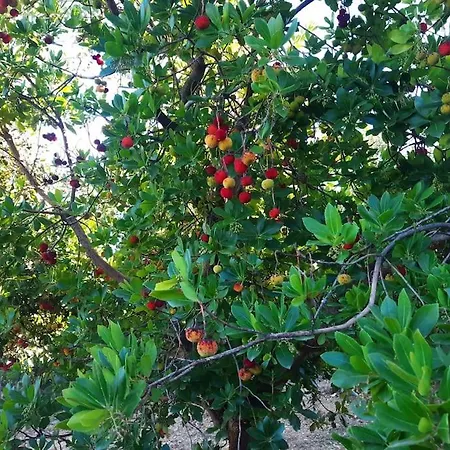 Quinta Das Courelinhas - Alojamento Local - Serra Da Estrela Σπίτι διακοπών Unhais Da Serra